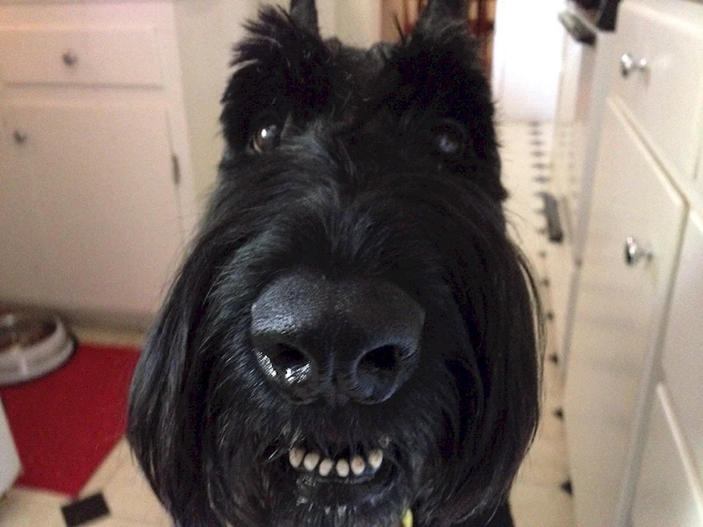 Bartschnauzer Terrier