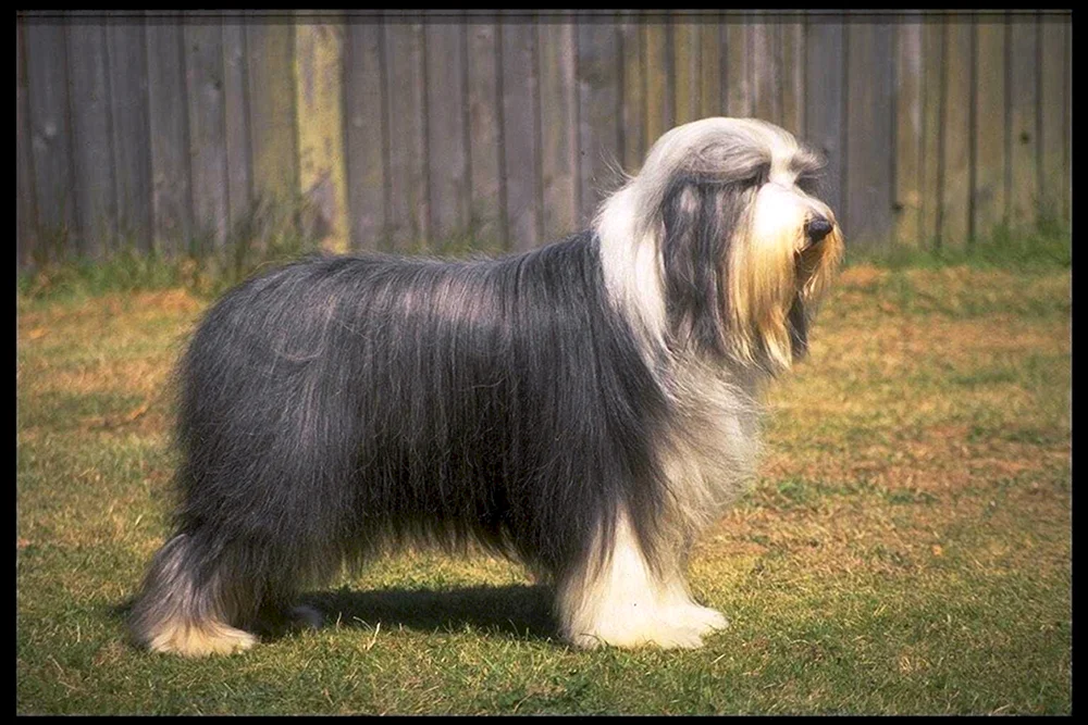 Bearded Collie