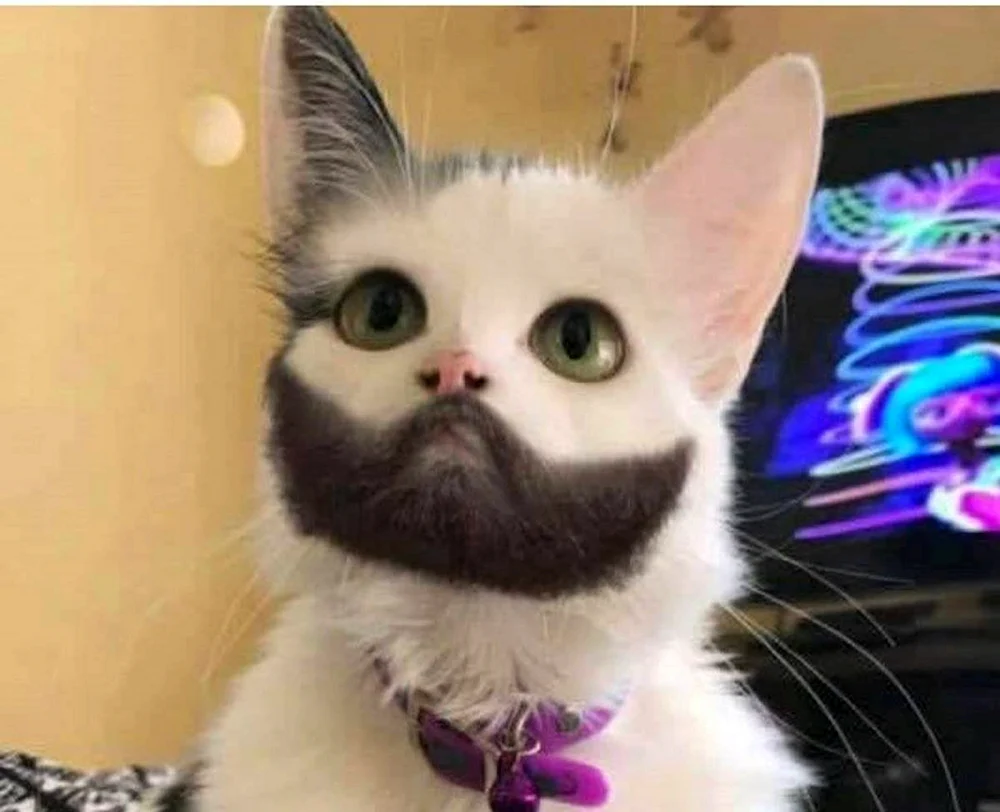 Türkische Van Katzenrasse