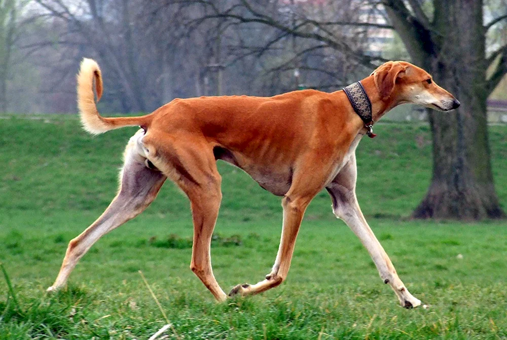 Azavak Leveretka