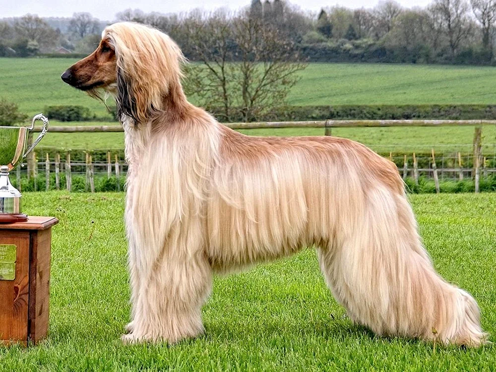 Borzai und Afghanischer Windhund