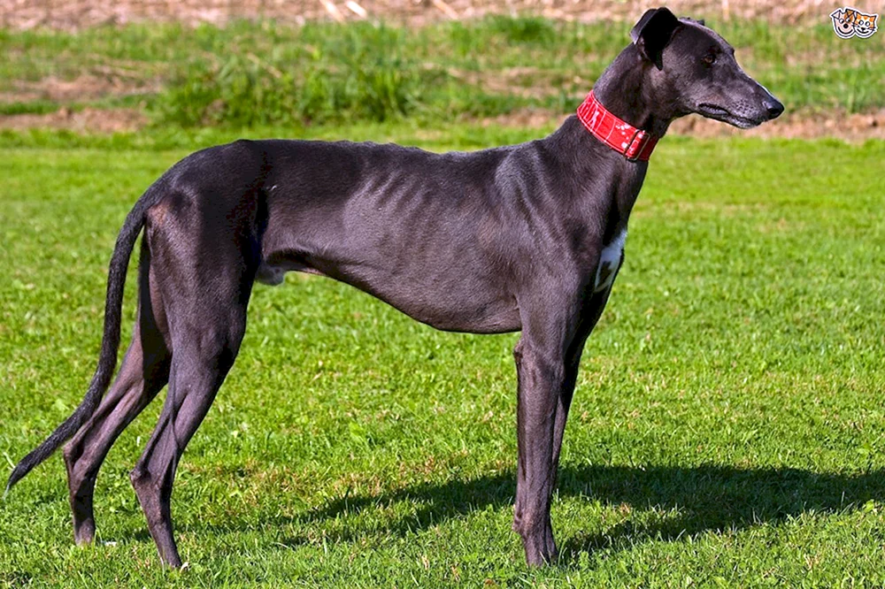 Persischer Windhund Saluki