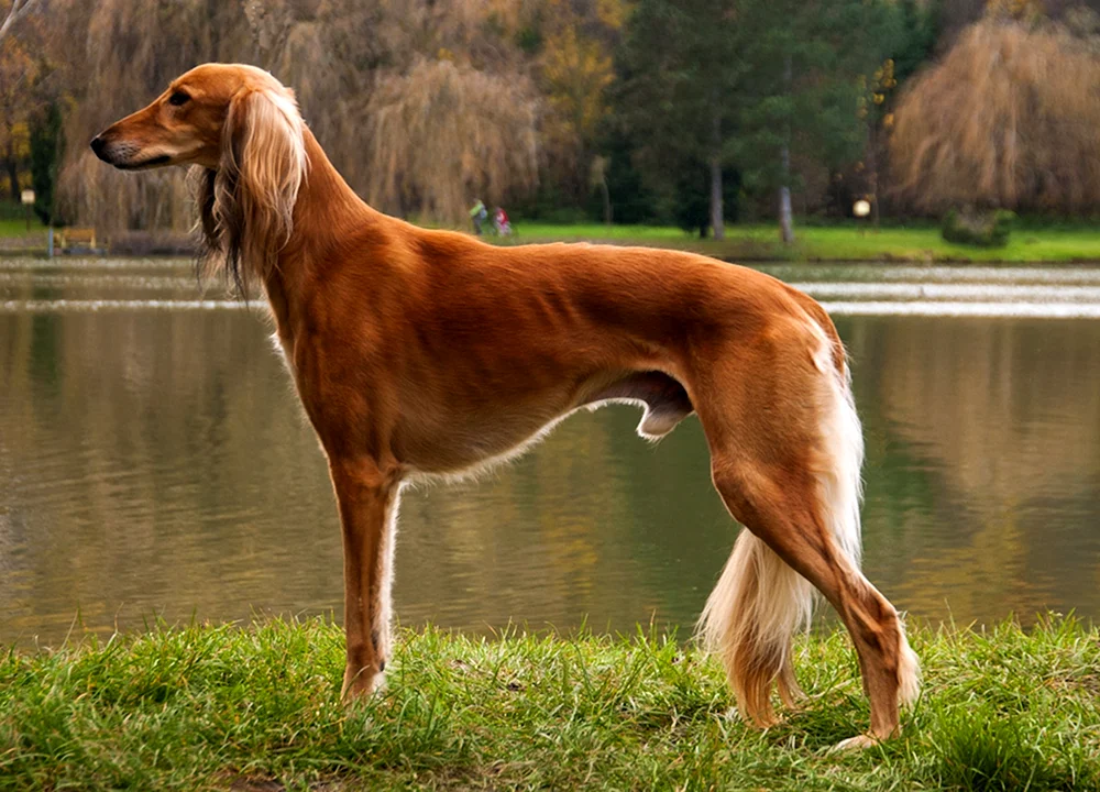 Borzoa Saluki