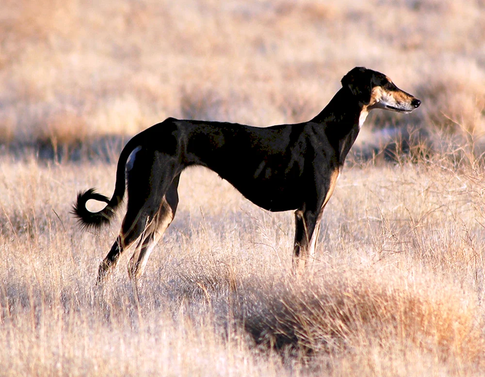 Südrussischer Steppen Windhund