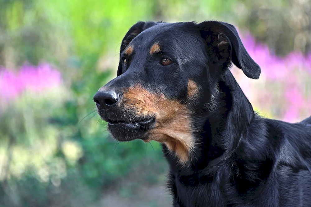 Berner Pinscher