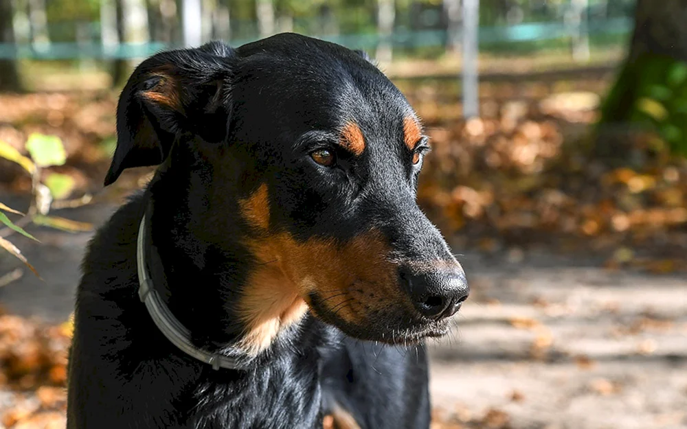 Rottweiler