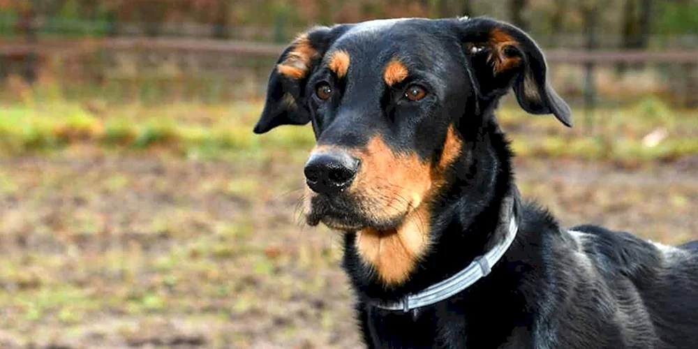 Hunderasse Rottweiler