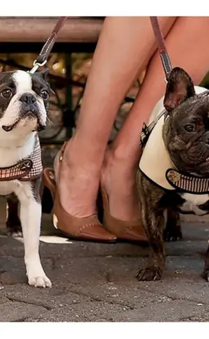 Boston und Französische Bulldogge