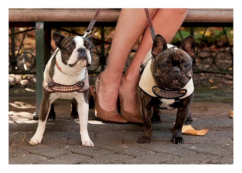 Boston und Französische Bulldogge