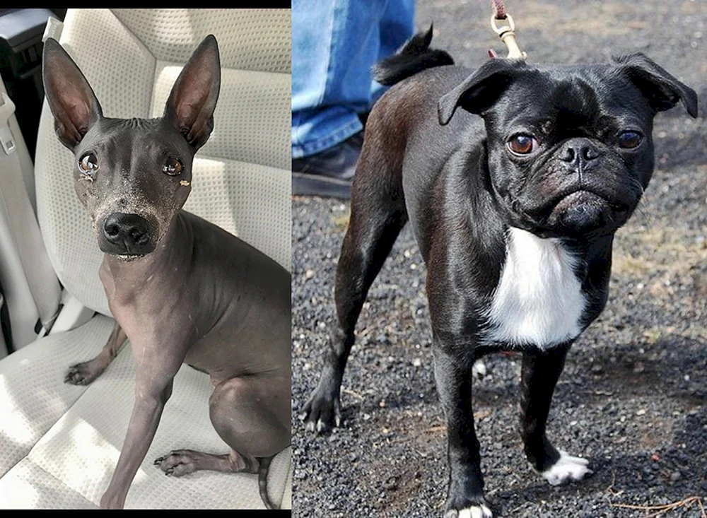 Boston Terrier Brabanson