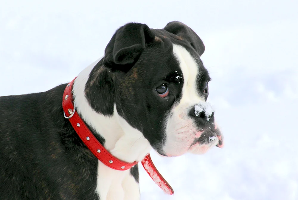 Boston Terrier und Deutscher Boxer