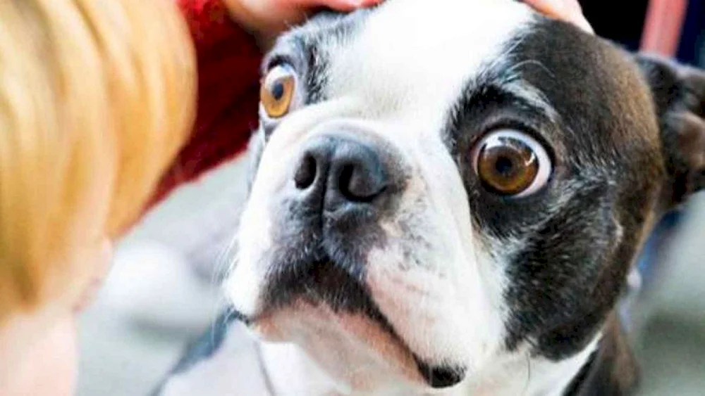 Chihuahua verdächtiger Hund