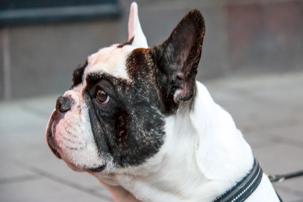 Boston Terrier Bulldogge
