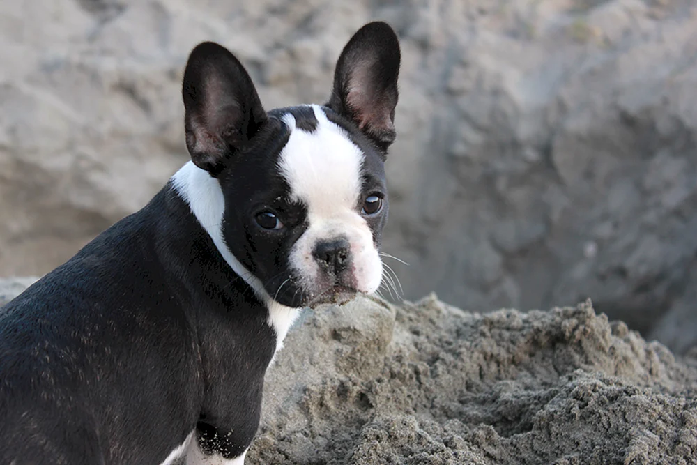 Boston Terrier Métis