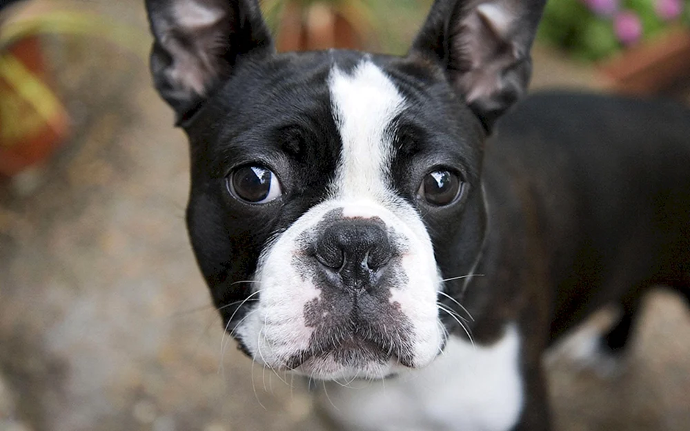 Boston Terrier und Französische Bulldogge