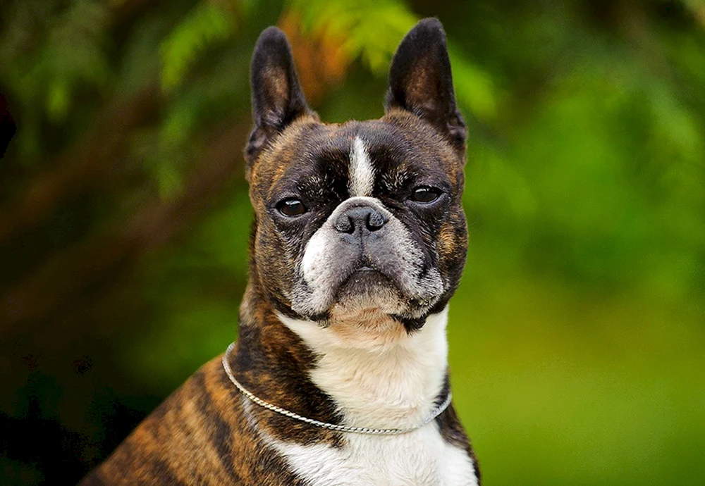 Boston Terrier Unterschied zur Französischen Bulldogge
