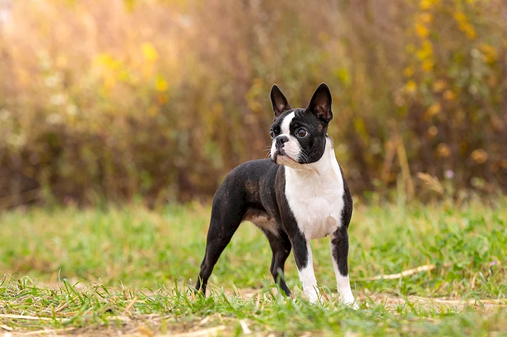Boston Terrier und Französische Bulldogge