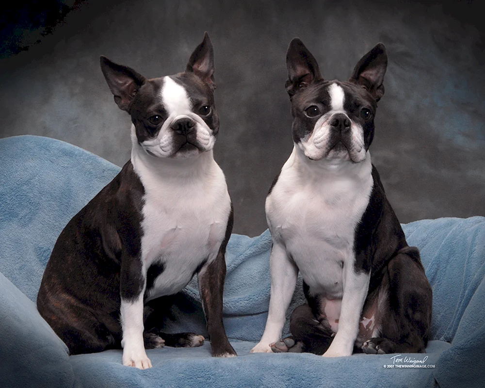 Boston Terrier Bulldogge