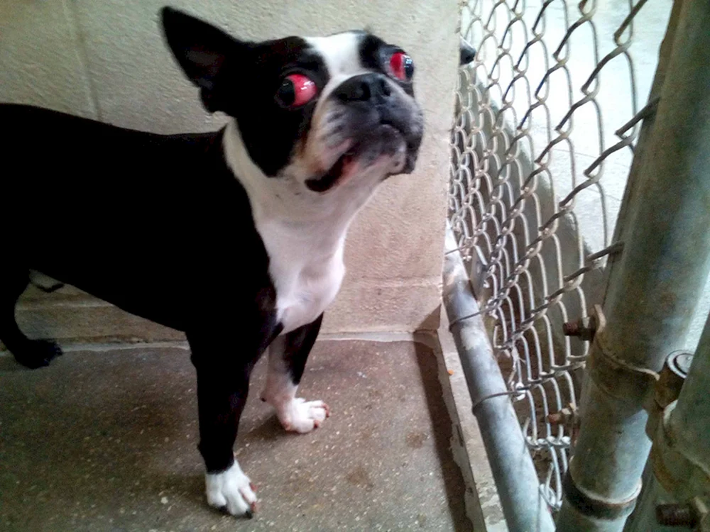 Boston Terrier-Mischling