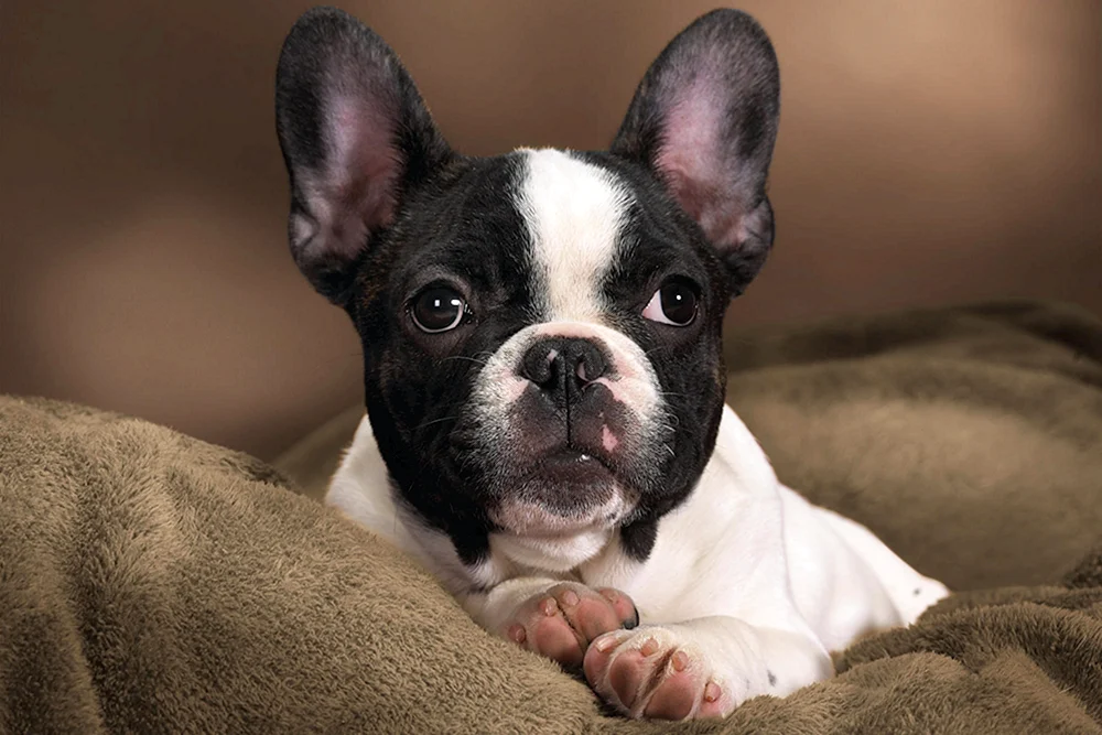 Französische Bulldogge Tiger