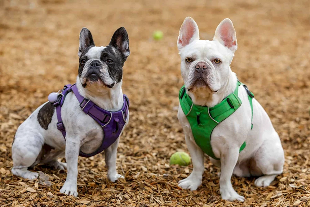 Boston Terrier Bulldogge