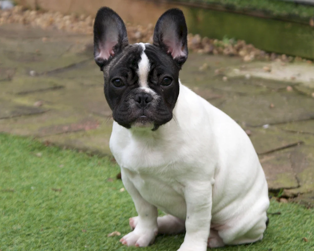 Französische Bulldogge