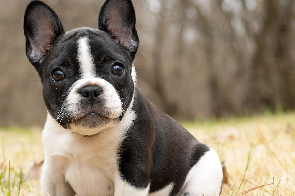 Boston Terrier Bulldogge. Boston Terrier und Französische Bulldogge