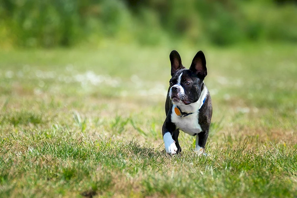 Boston Terrier und Französische Bulldogge und Jack Russell