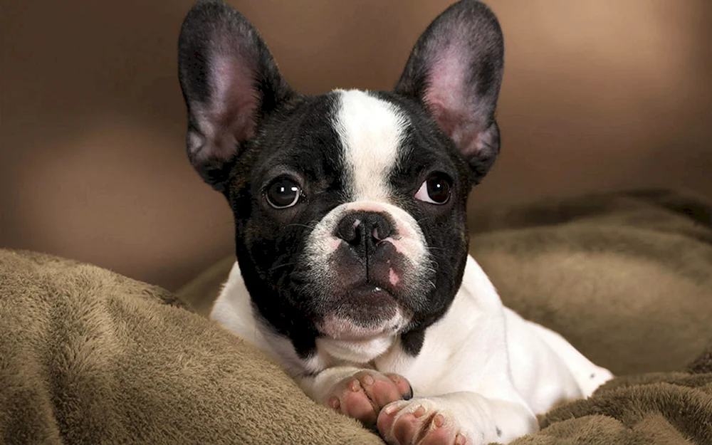 Boston Terrier und Französische Bulldogge