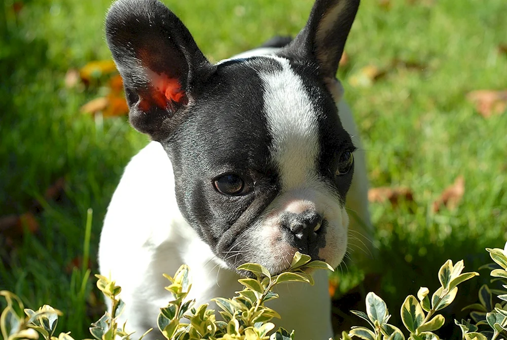 Boston Terrier