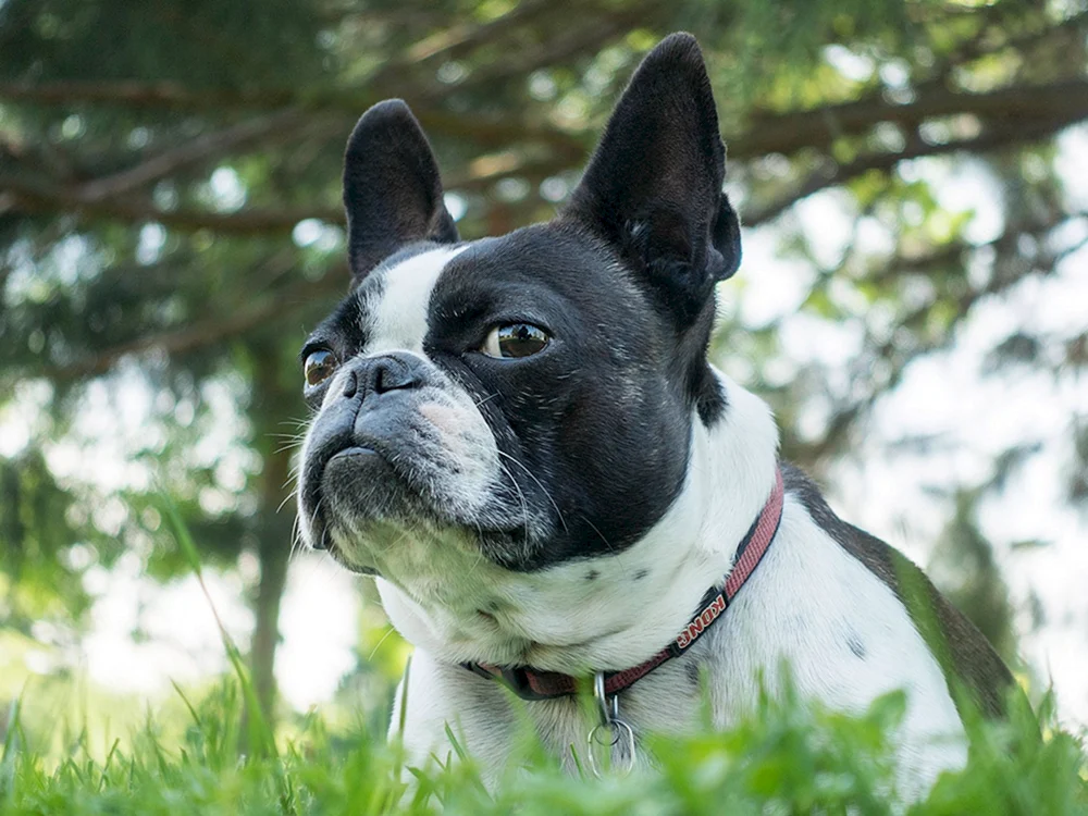 Boston Terrier und Französische Bulldogge. Terrier und Französische Bulldogge Vergleich