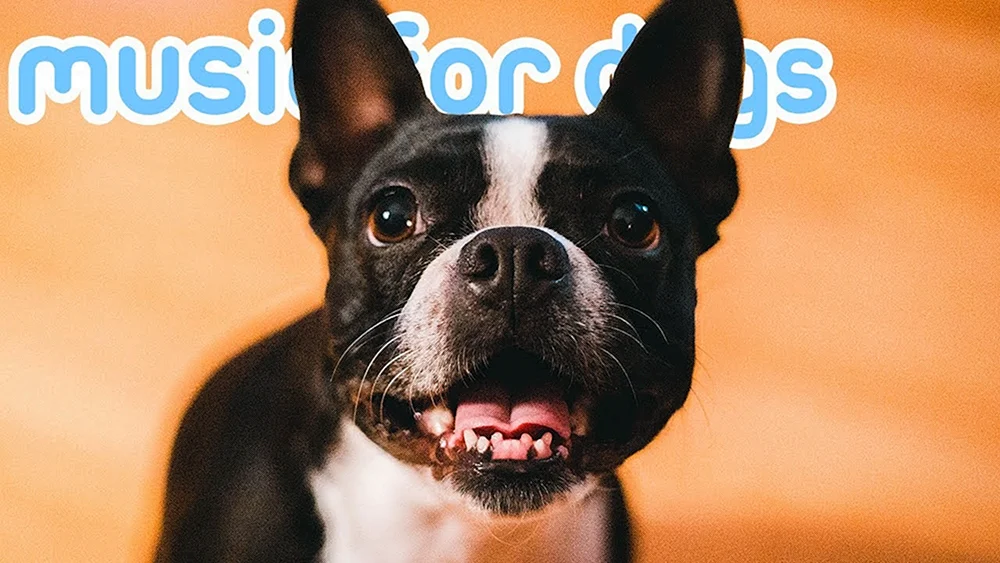Boston Terrier und Französische Bulldogge