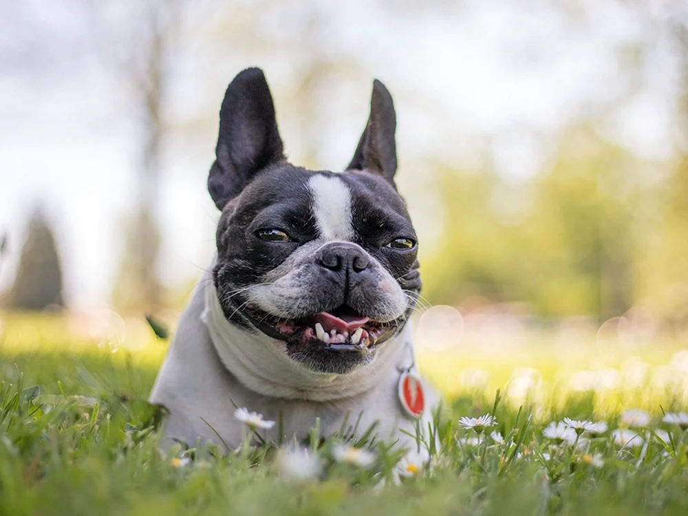 Boston Terrier