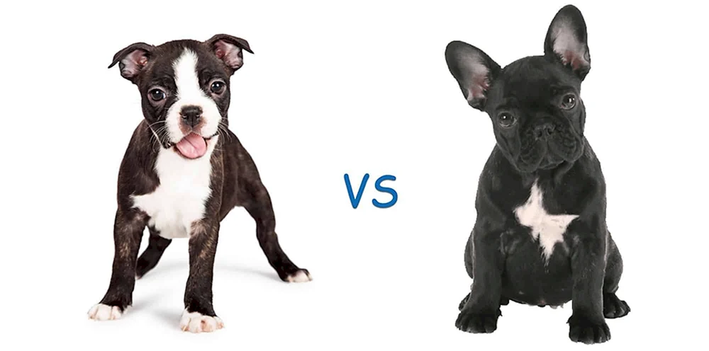 Boston Terrier und Französische Bulldogge