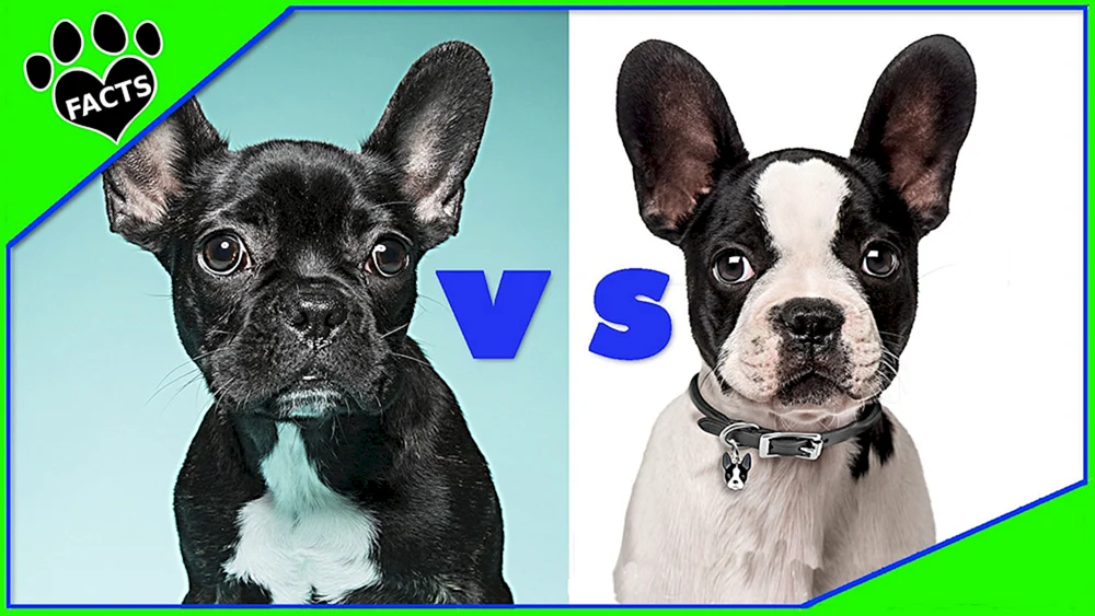 Boston Terrier
