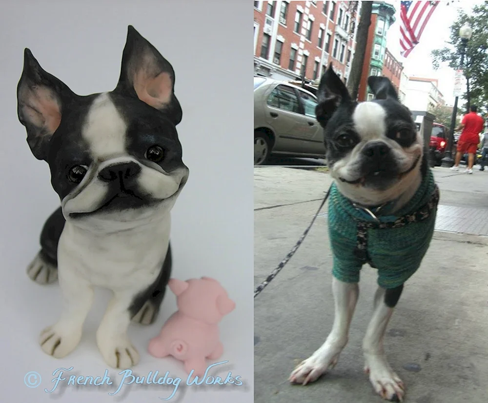 Boston Terrier und Französische Bulldogge