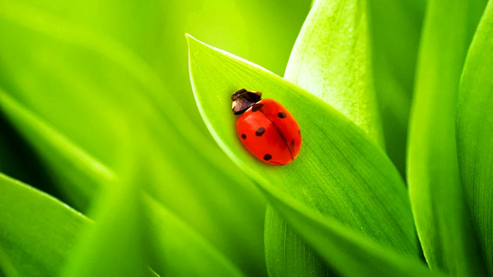 Ladybug auf Brombeere