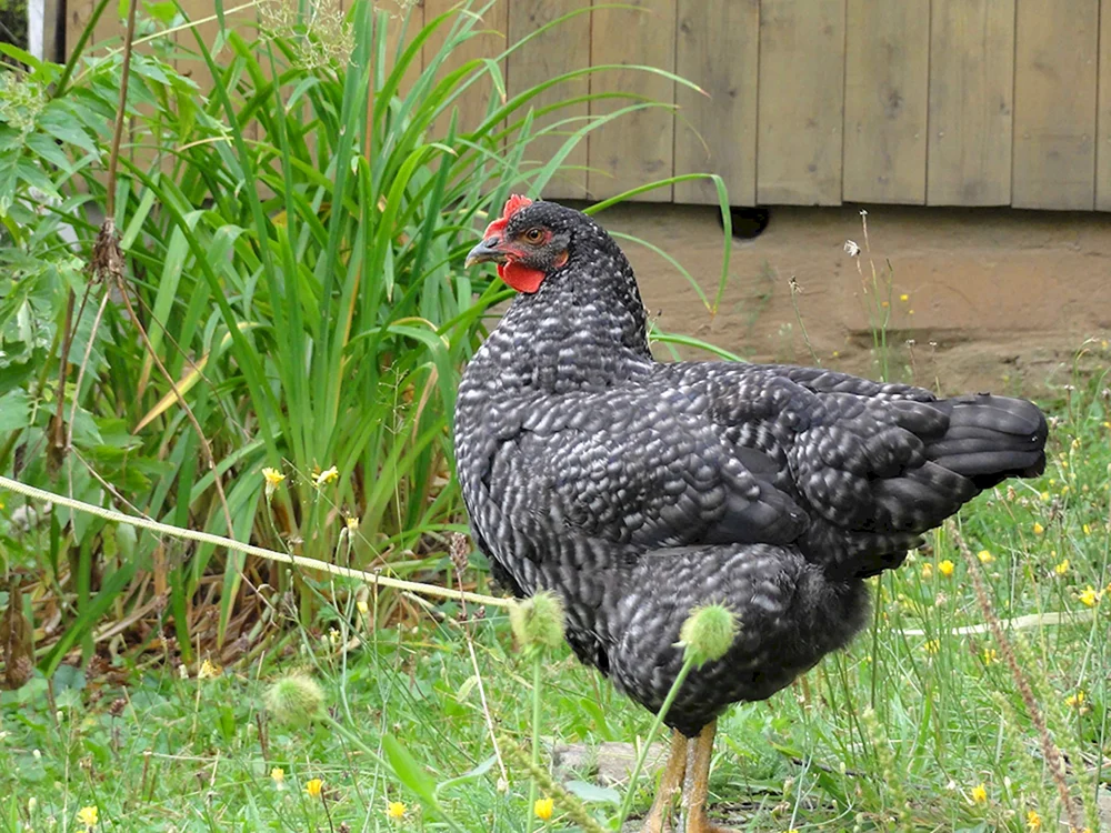Brama dominant