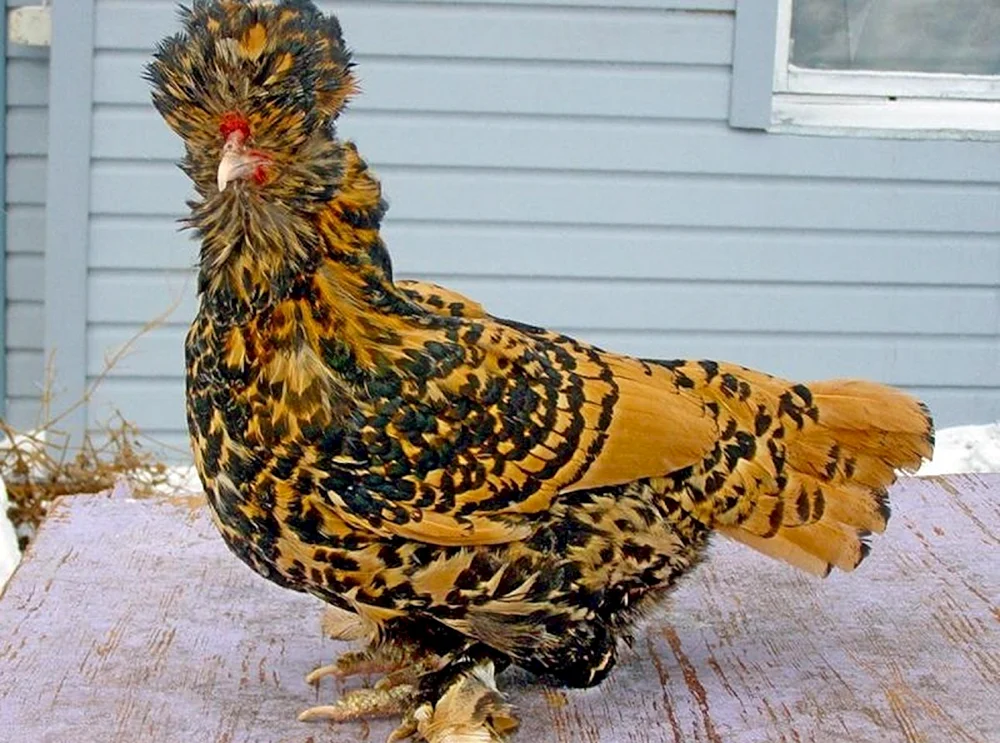 Brama Crested