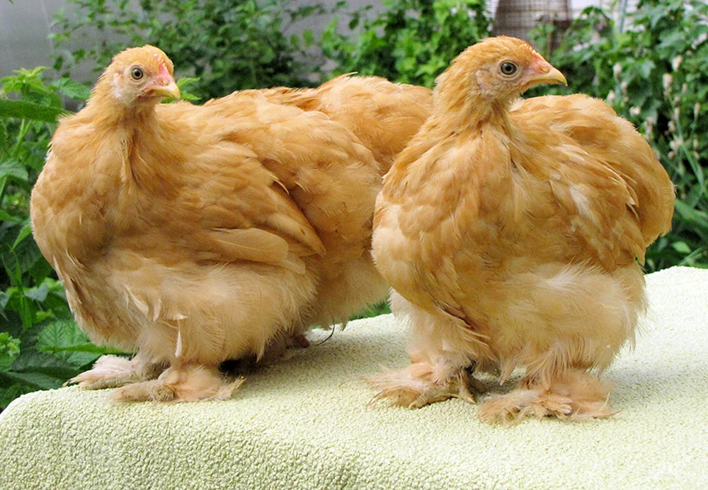 Brama-Cochinchin-Küken