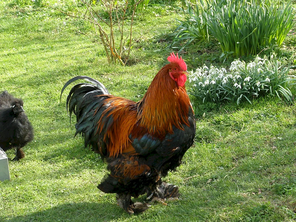Brahma Cochinchin