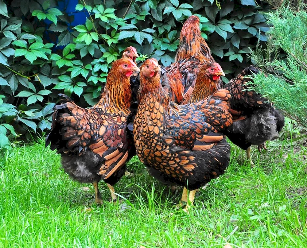 Huhn Viandot