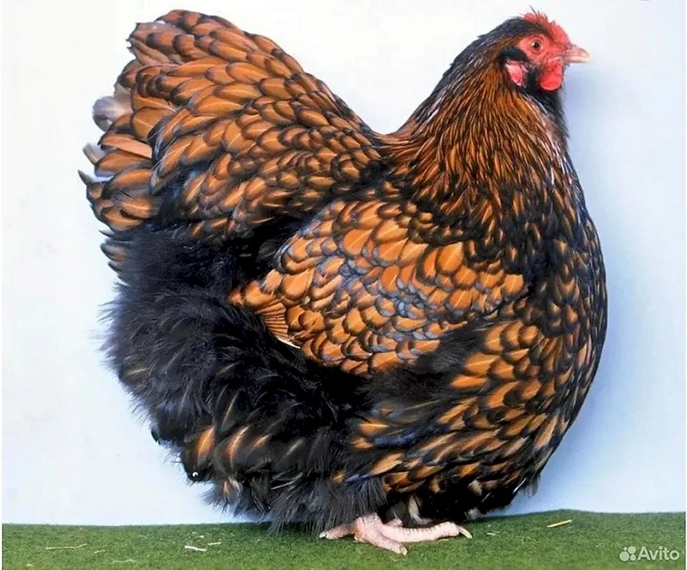 Dominant plymouthrock