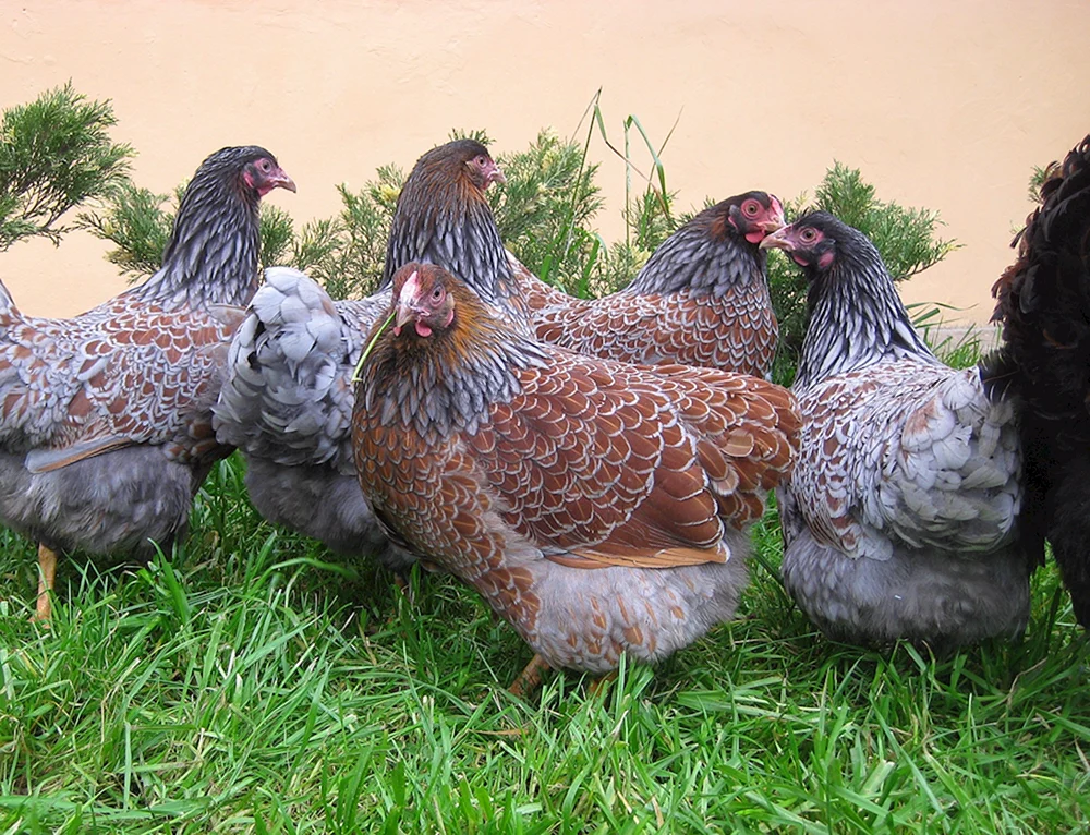 Brama Viandot