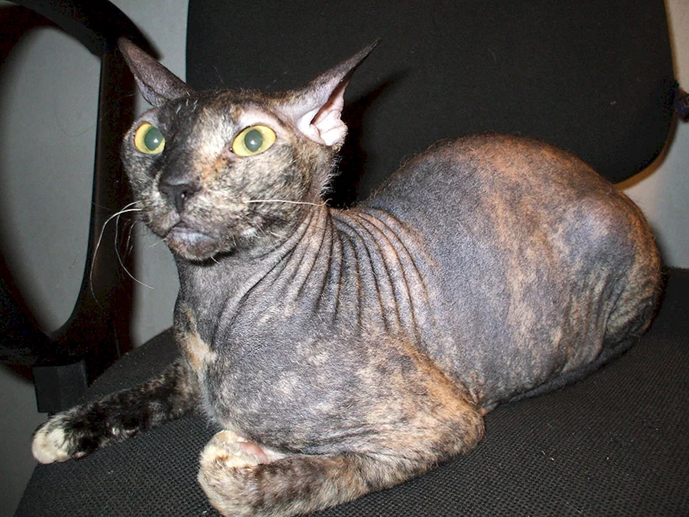 Don Sphynx brash