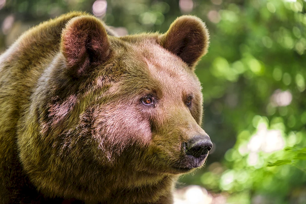 Braunbär