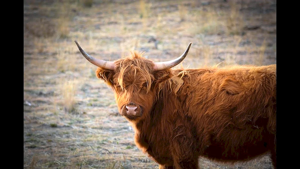 Yak Sarlyk