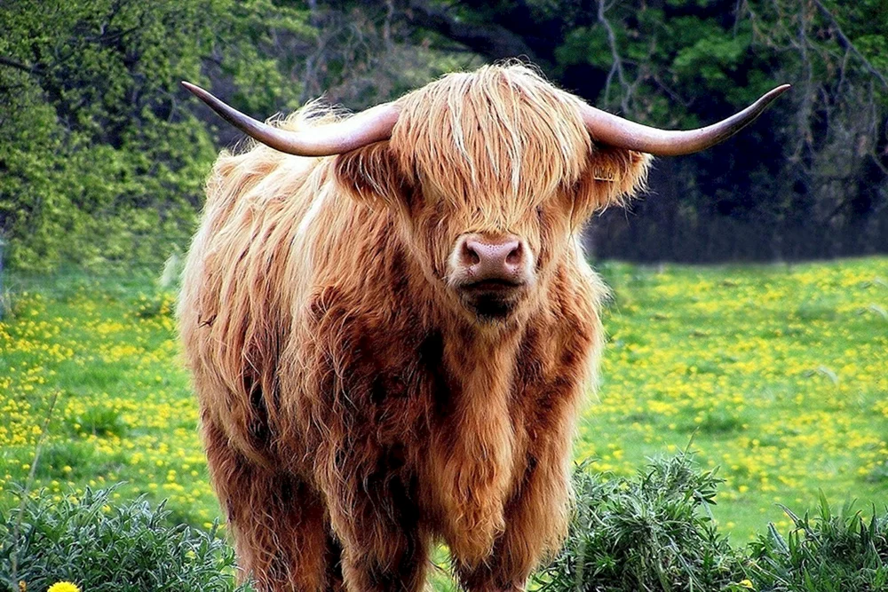 Tibetischer Yak
