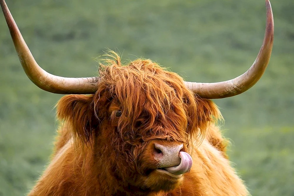 Indischer Bulle Gaur-BulleVol-Bulle