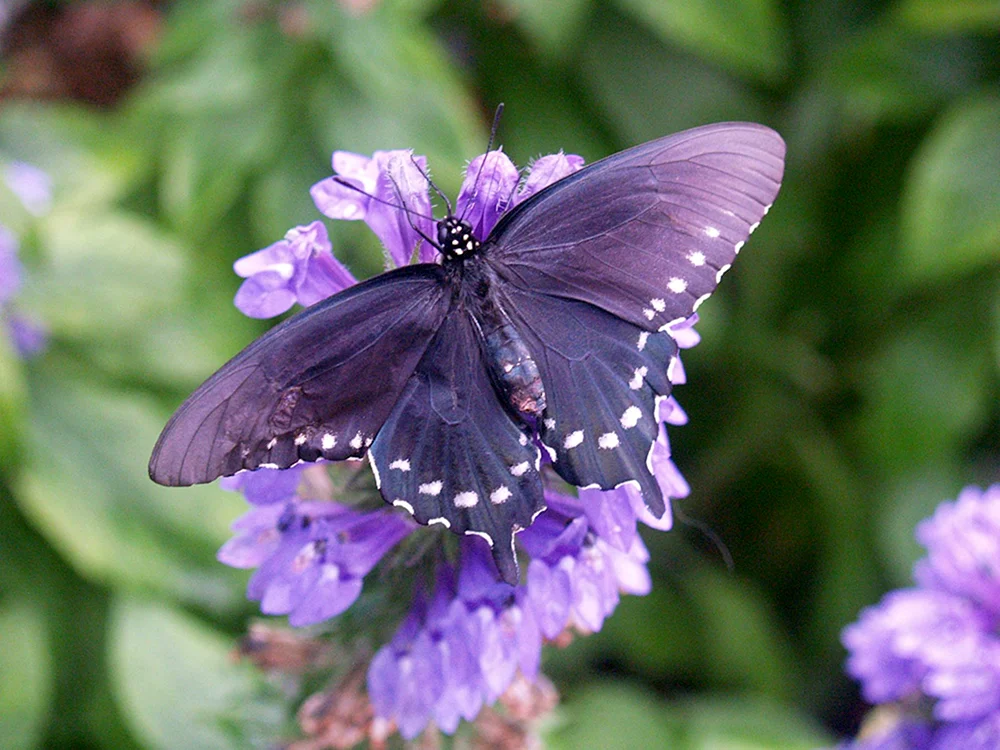 Morpho adonis Schmetterling
